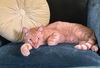 adoptable Cat in  named Leo - Contact Sylva