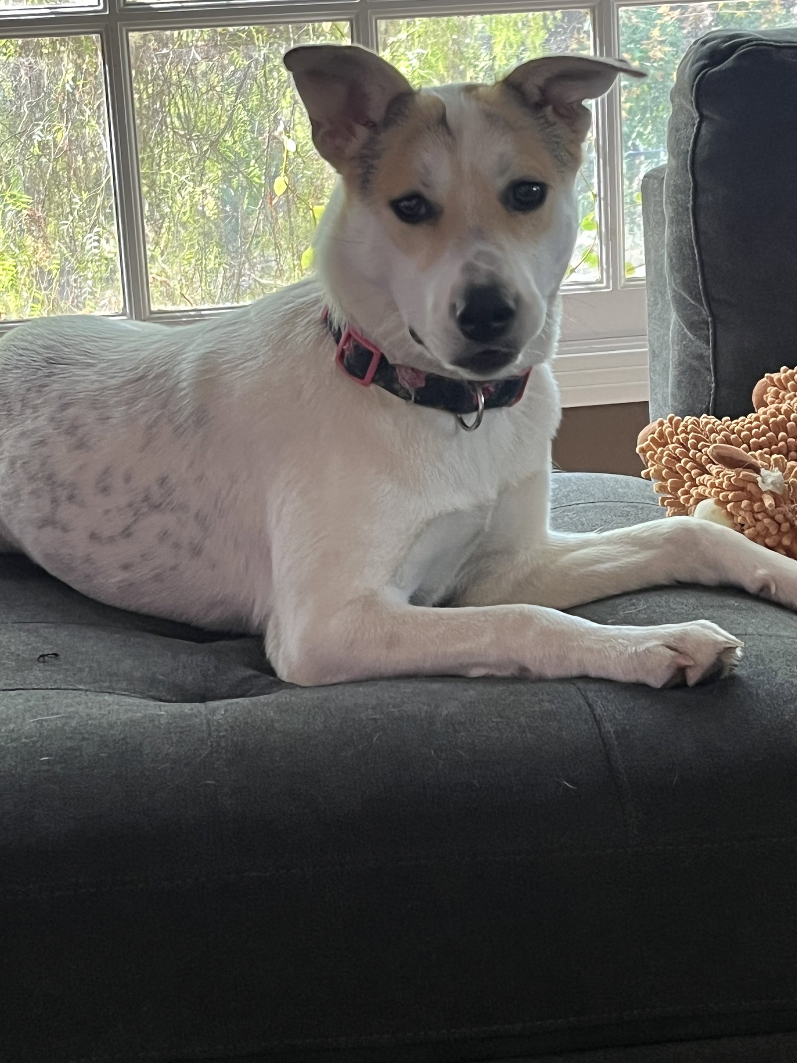 Oakley