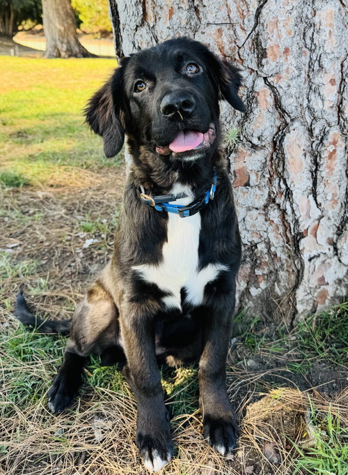 BENJAMIN - Black Labrador Retriever / Shepherd available for adoption