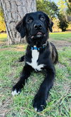 Benjamin - Photo 2