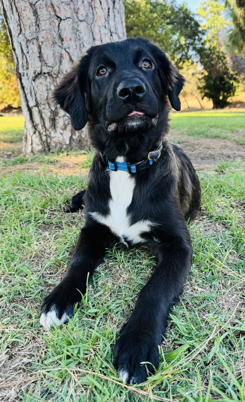 BENJAMIN - Black Labrador Retriever / Shepherd available for adoption