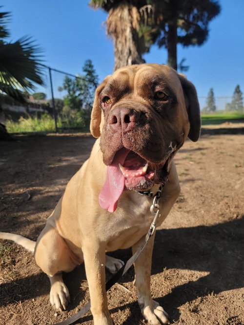 ETHEL - Mastiff available for adoption