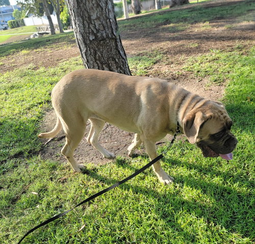 ETHEL - Mastiff available for adoption