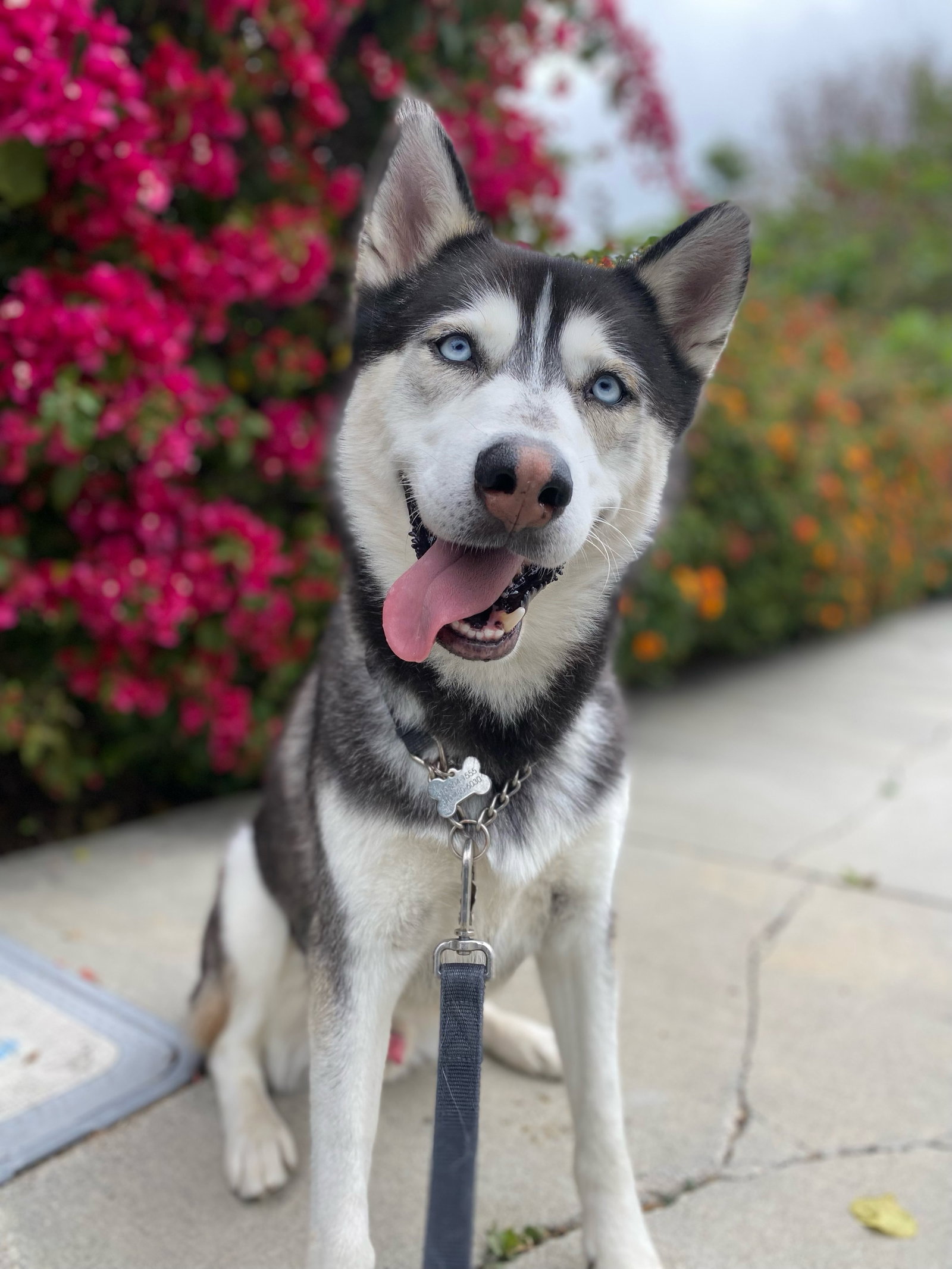 DUKE