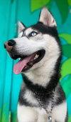DUKE - Photo 2