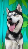 DUKE - Photo 3