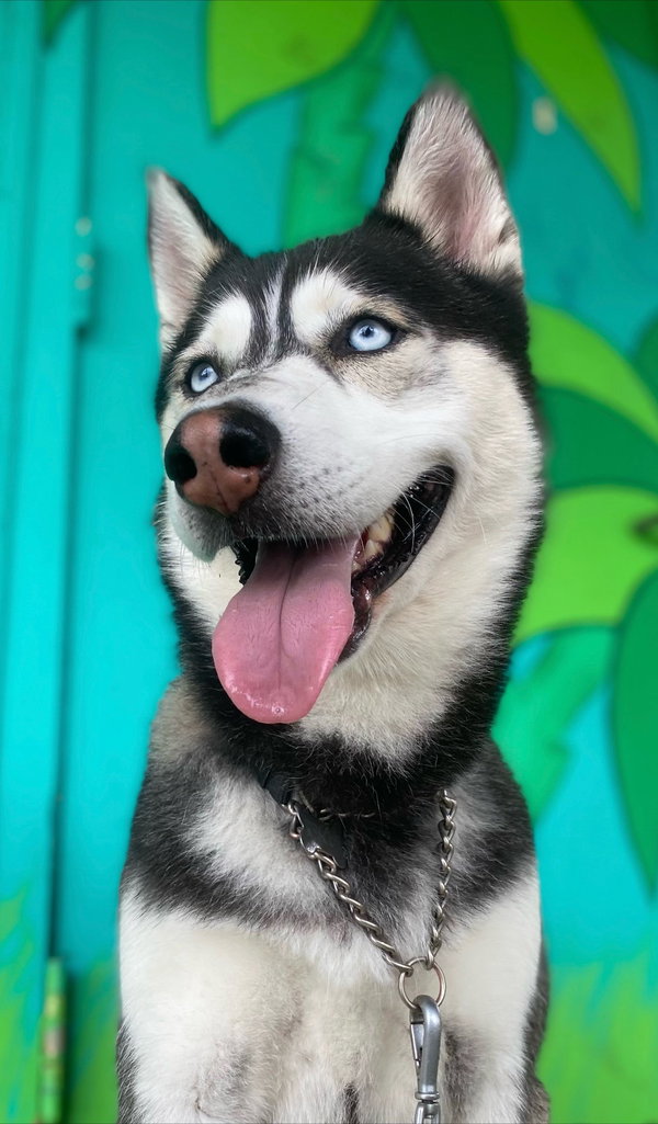 DUKE