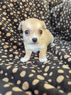 Rolly - Photo 3