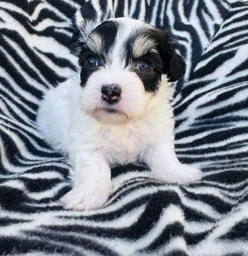PATCH - Poodle (Miniature) available for adoption