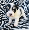 Patch - Photo 2