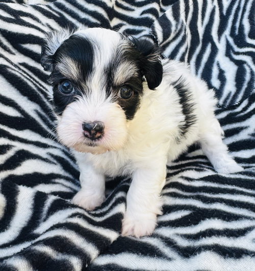 PATCH - Poodle (Miniature) available for adoption