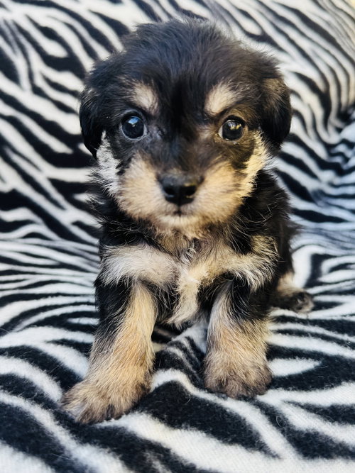 JEWEL - Poodle (Miniature) available for adoption