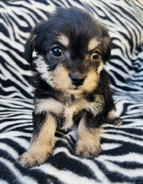 JEWEL - Poodle (Miniature) available for adoption