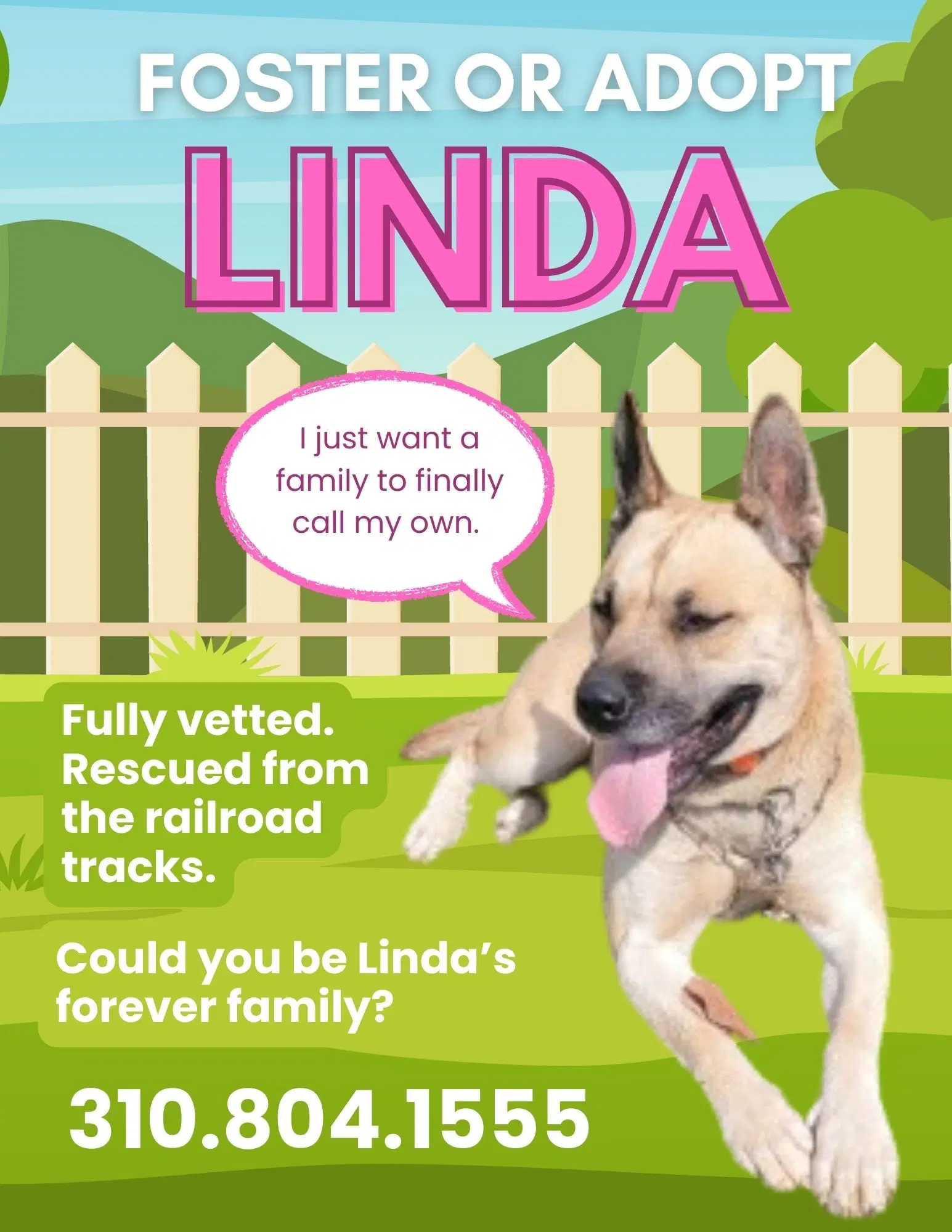Linda - German Shepherd Dog