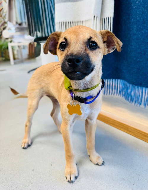 NORI - Chihuahua available for adoption
