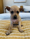 Pixie - Photo 1