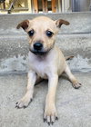 Pixie - Photo 2