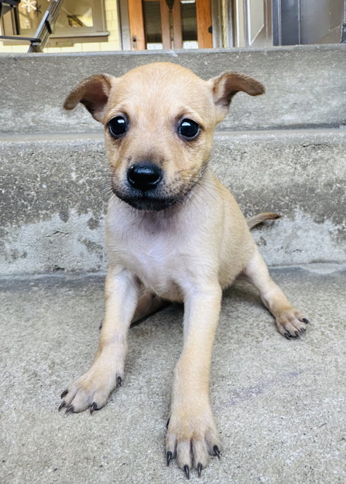 PIXIE - Chihuahua available for adoption