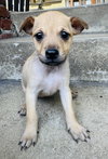 Pixie - Photo 3