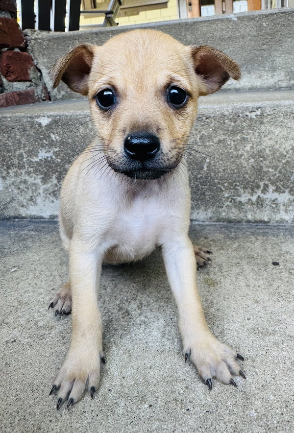 Pixie