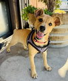 Pixie - Photo 1