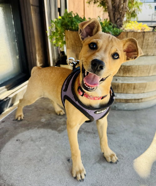 PIXIE - Chihuahua available for adoption