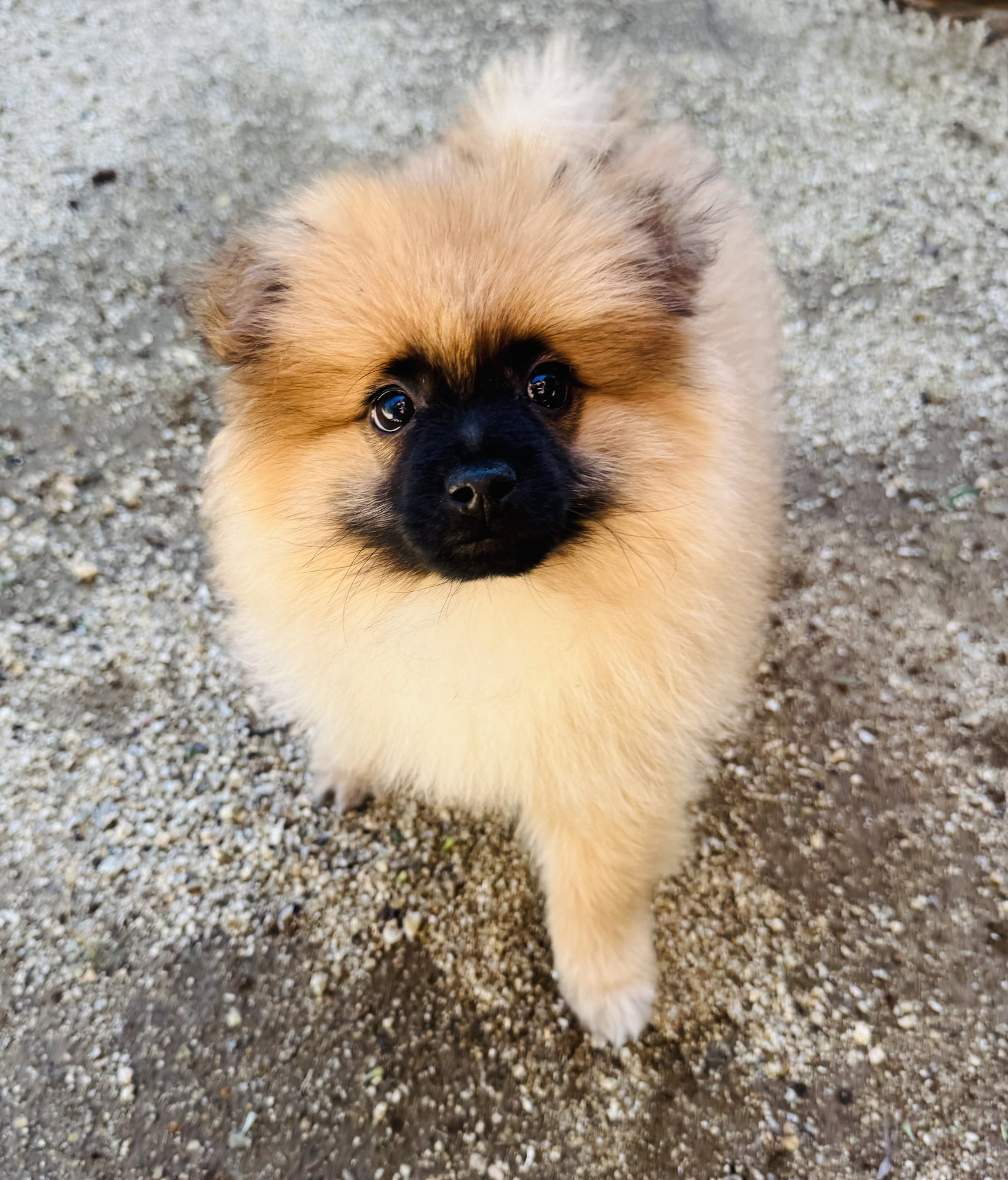 Alfie