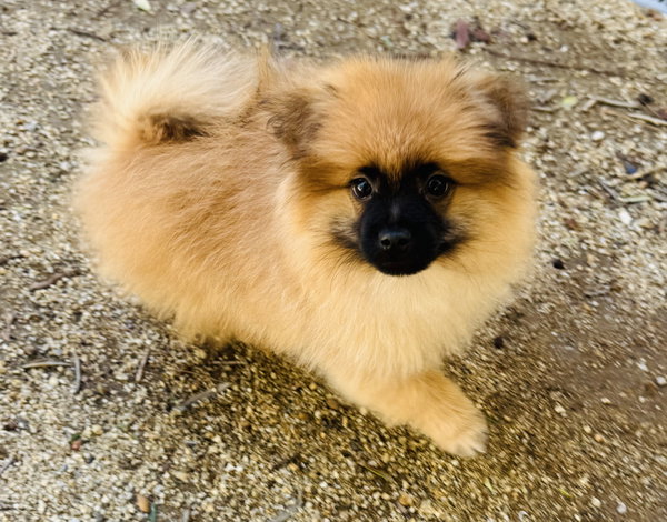 Alfie