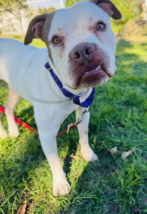 picture of the dog needing adoption