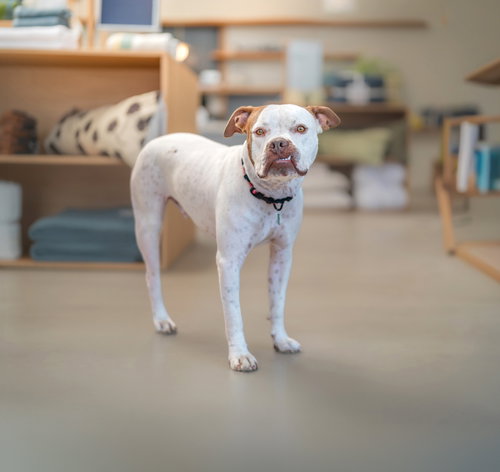 picture of the dog needing adoption