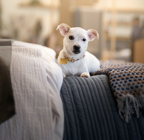 Dottie, an adoptable Corgi in Marina Del Rey, CA