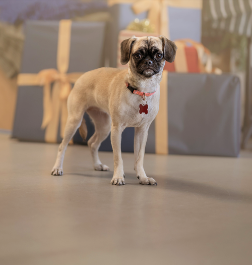 picture of the dog needing adoption