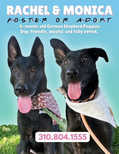 picture of the dog needing adoption