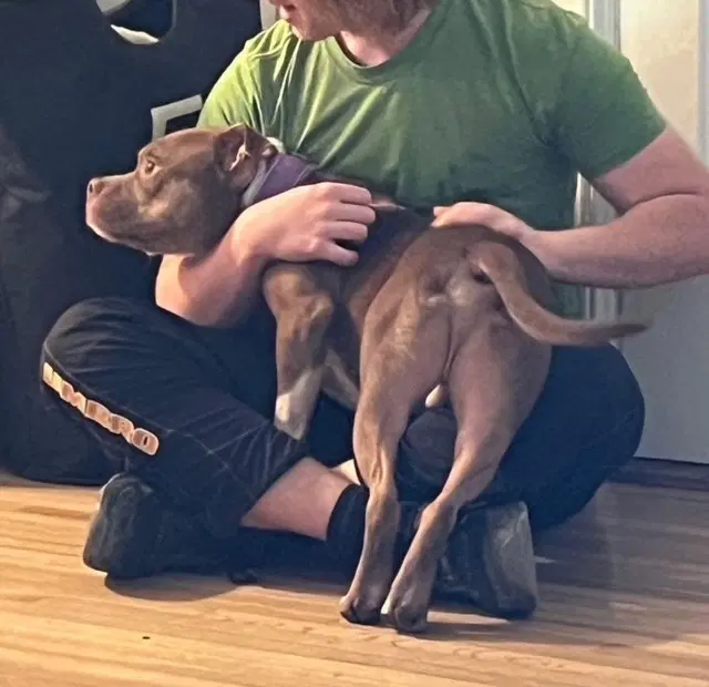 Canelo image 2