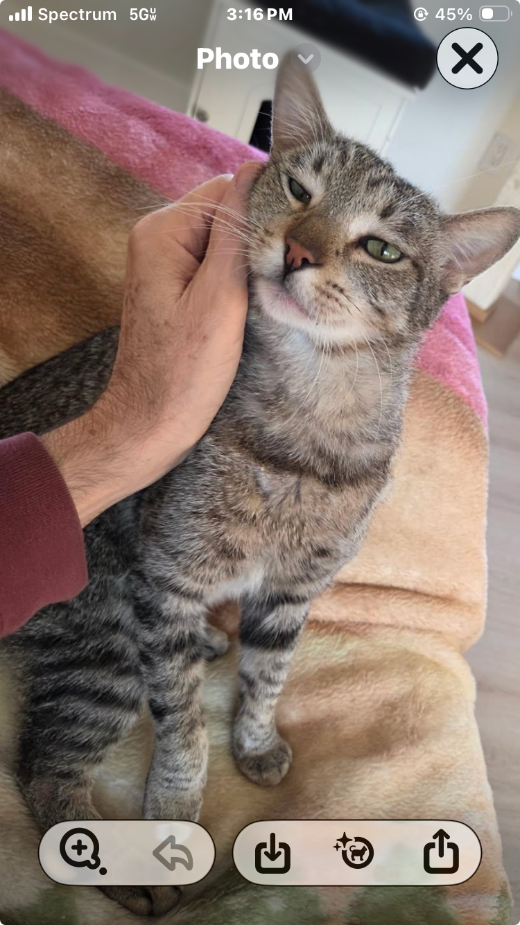 Mr. Cat  Contact-Sylva Image