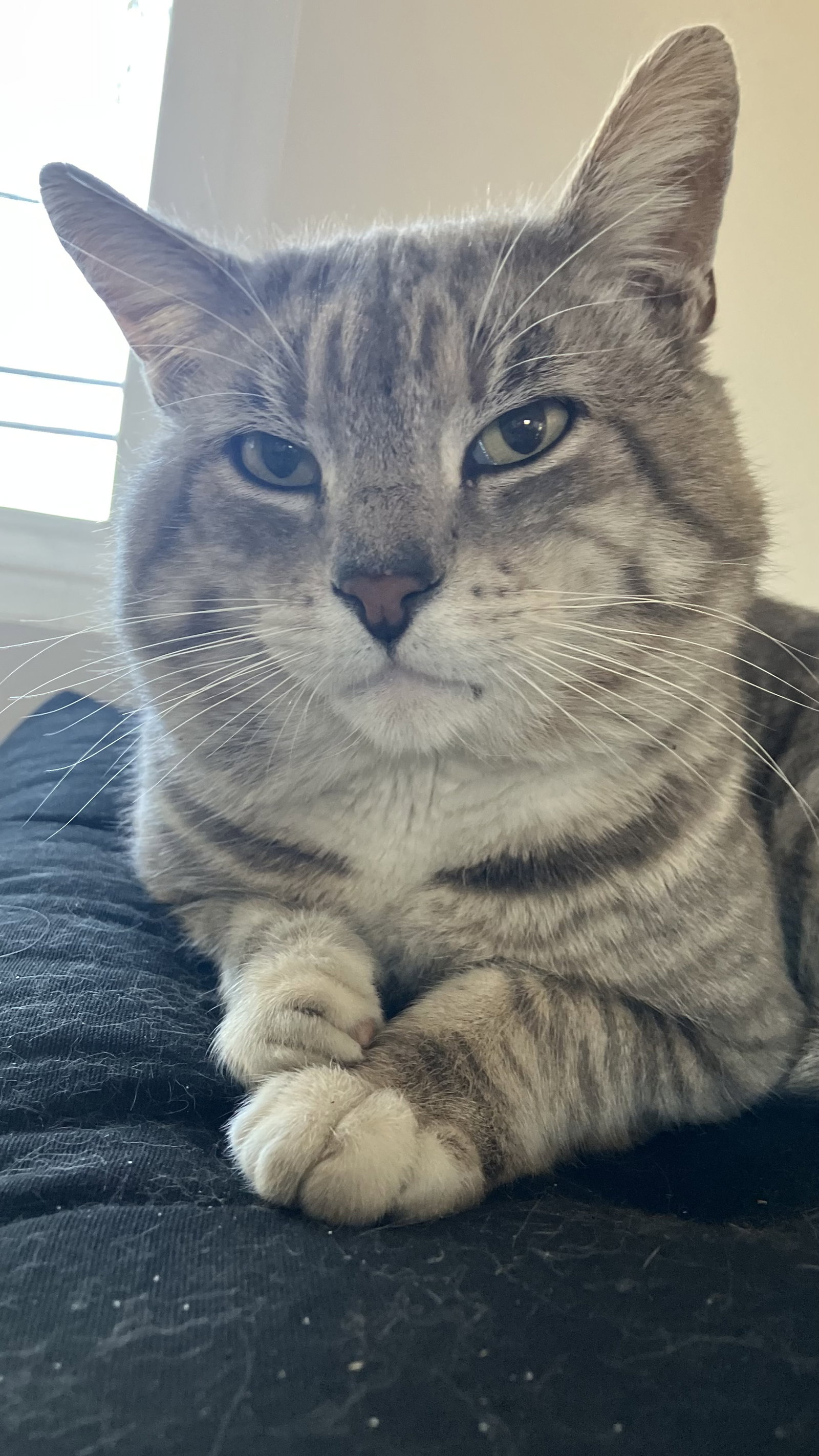 Toby  Contact-Sylva Image