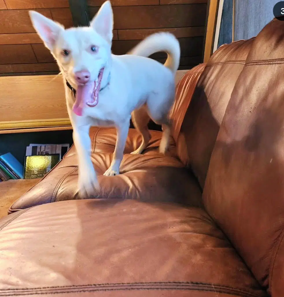 Barbie - Australian Kelpie