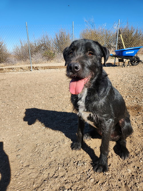 YUKO, an adoptable Giant Schnauzer in Marina Del Rey, CA