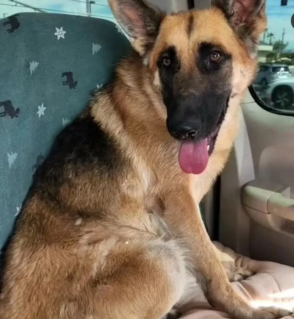 Pine Cone - German Shepherd Dog