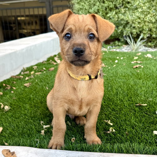 picture of the dog needing adoption