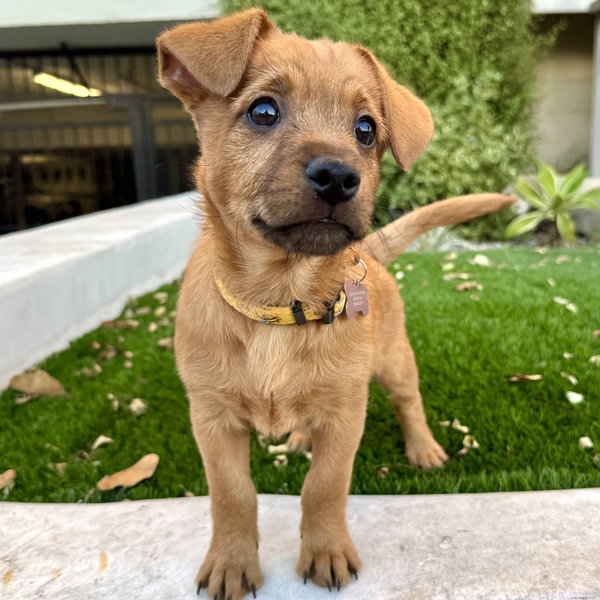 Toffee