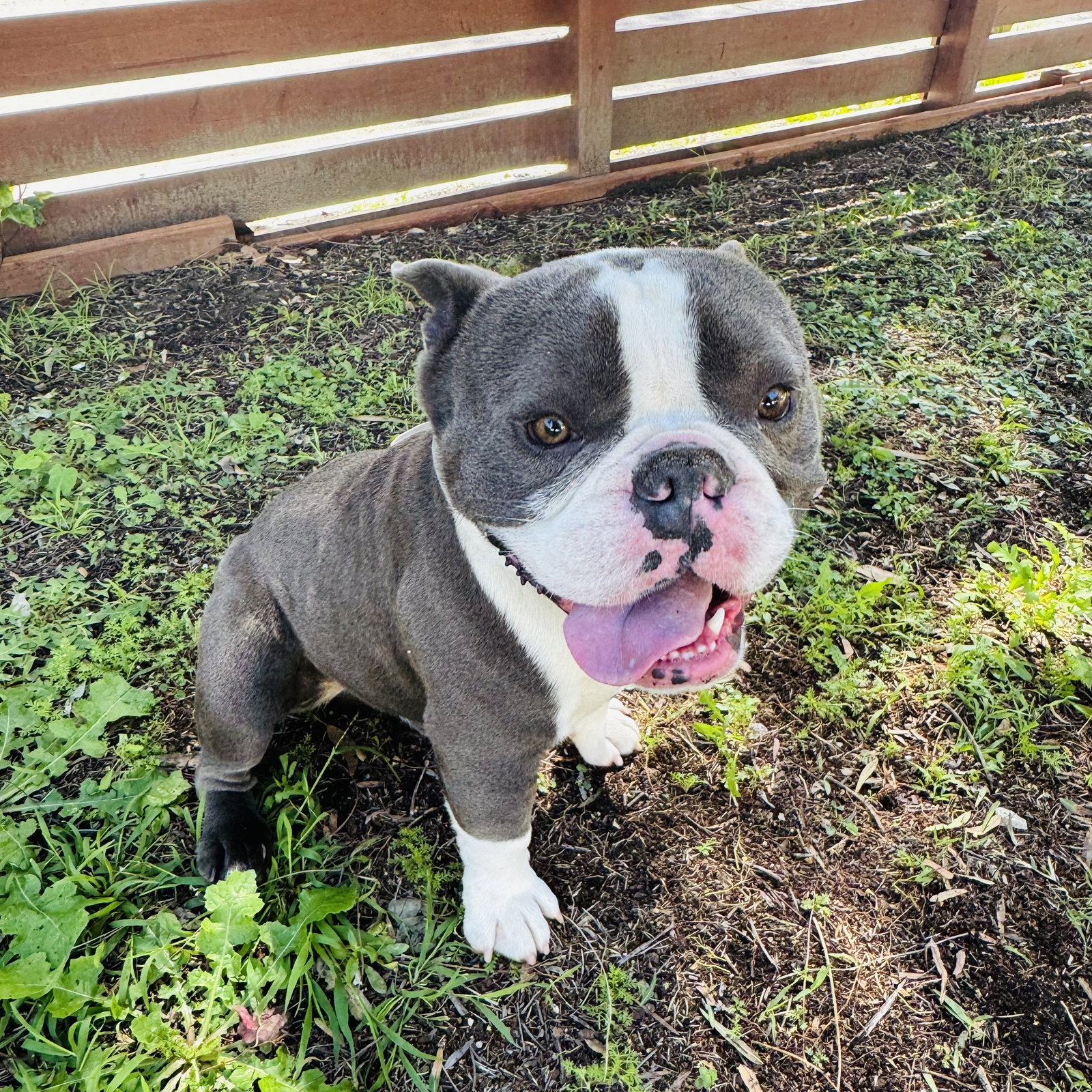 Bulldog