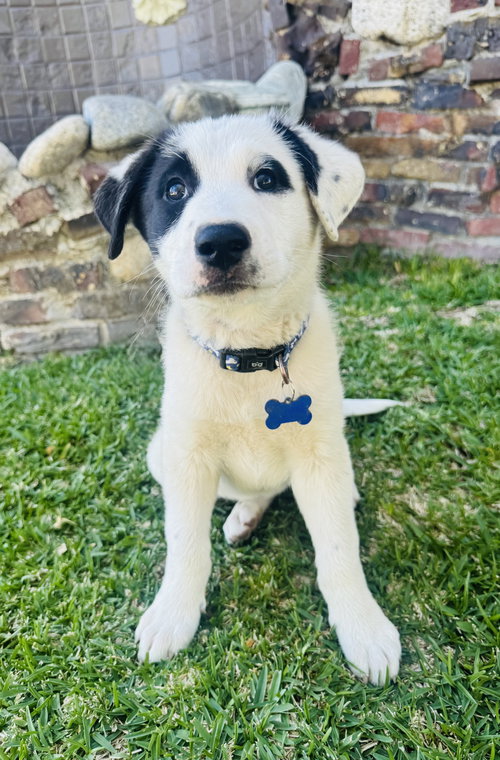 MOOSE - Smooth Collie available for adoption