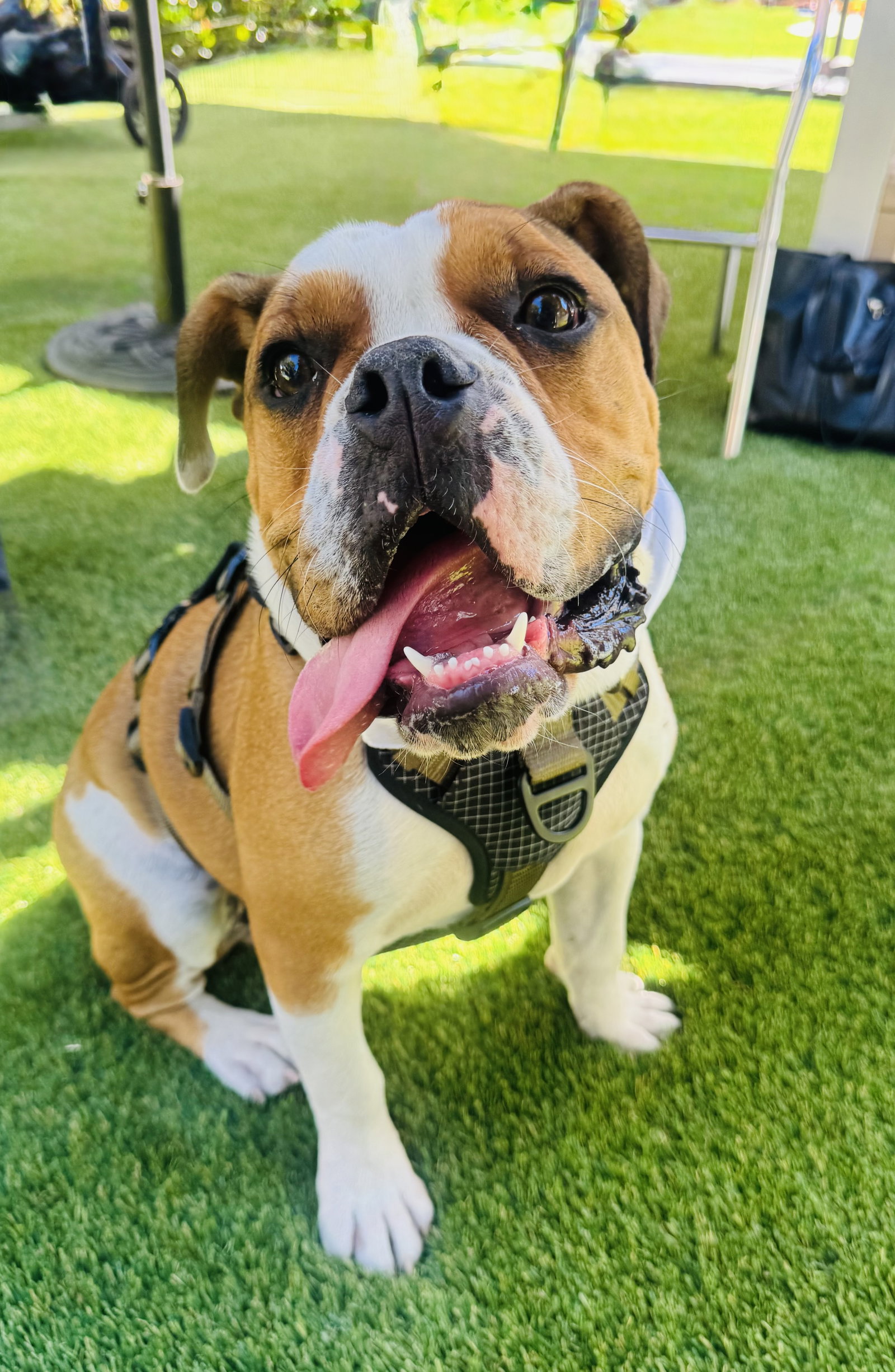 Bulldog