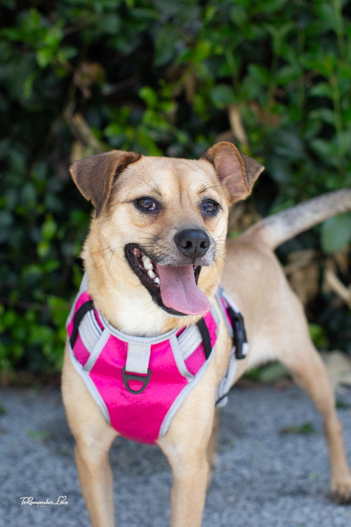 Millie, an adoptable Chihuahua in Marina Del Rey, CA