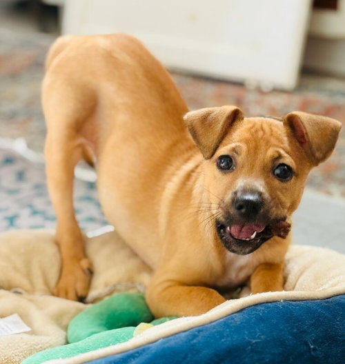 picture of the dog needing adoption