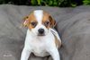 Pedro - Photo 2