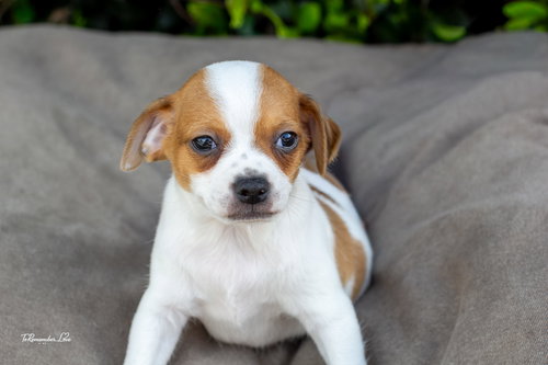 PEDRO - Chihuahua / Jack Russell Terrier available for adoption