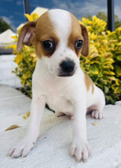 PEDRO - Chihuahua / Jack Russell Terrier available for adoption