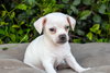 Popeye - Photo 1